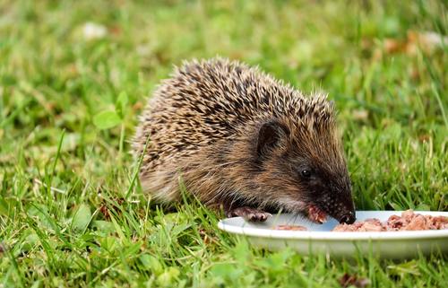 Hedgehog eating food Stock Photo