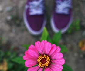 High rose red zinnia Stock Photo