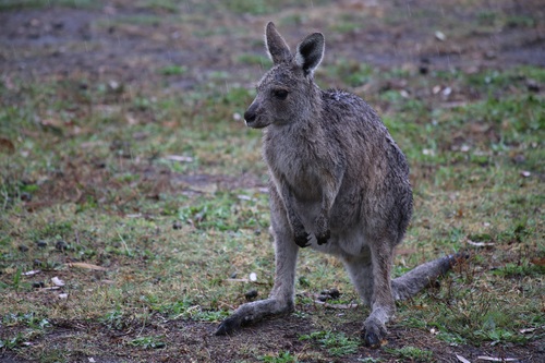 Kangaroo cub Stock Photo 01