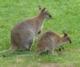 Kangaroo cub Stock Photo 02