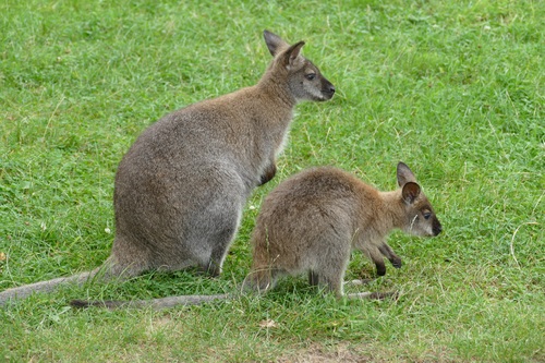 Kangaroo cub Stock Photo 02