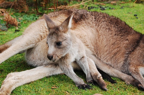 Kangaroo cub Stock Photo 03