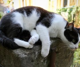 Lazy black white kitten Stock Photo