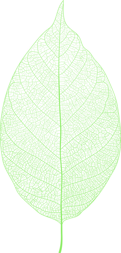 Leaf background design vector