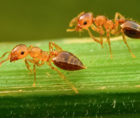 Macro photography ant Stock Photo 01