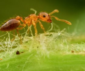 Macro photography ant Stock Photo 02