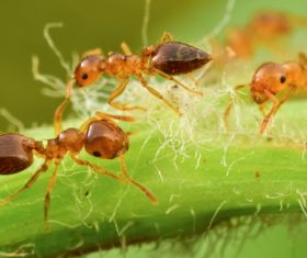 Macro photography ant Stock Photo 04