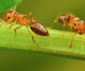 Macro photography ant Stock Photo 05