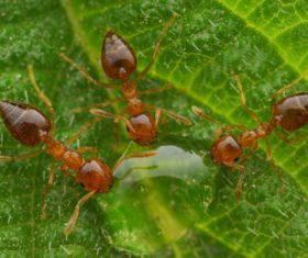 Macro photography ant Stock Photo 06