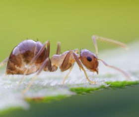 Macro photography ant Stock Photo 07