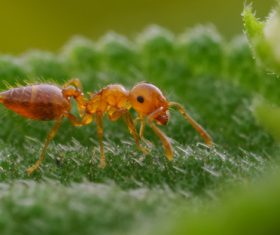 Macro photography ant Stock Photo 09