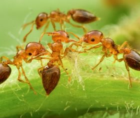 Macro photography ant Stock Photo 10