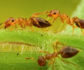 Macro photography ant Stock Photo 11