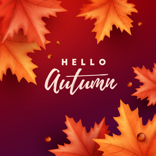 Maple leaves with red autumn background vector 01