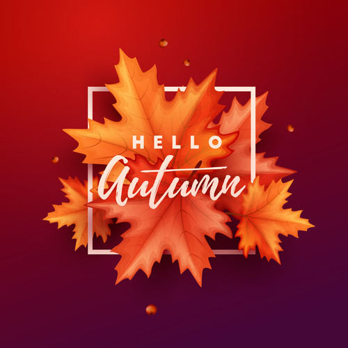 Maple leaves with red autumn background vector 02