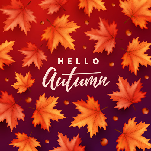 Maple leaves with red autumn background vector 04