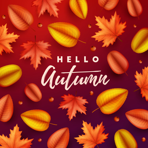Maple leaves with red autumn background vector 05