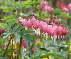 Nice pink purse peony Stock Photo