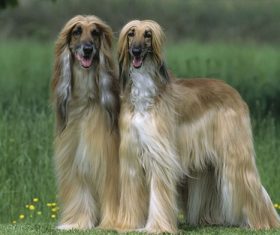 Noble Afghan Hound Stock Photo 01