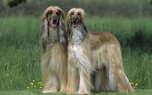 Noble Afghan Hound Stock Photo 01