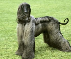 Noble Afghan Hound Stock Photo 02