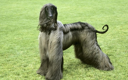 Noble Afghan Hound Stock Photo 02
