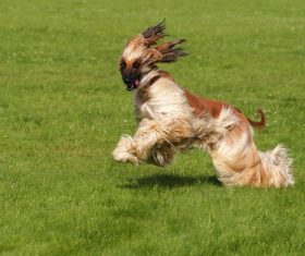 Noble Afghan Hound Stock Photo 03