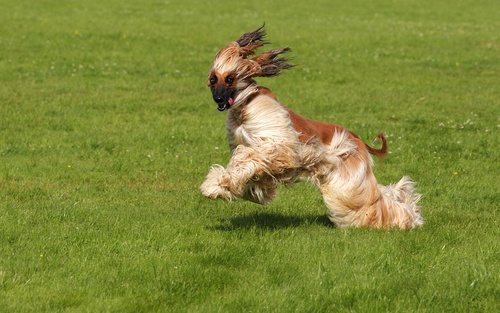 Noble Afghan Hound Stock Photo 03