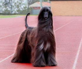 Noble Afghan Hound Stock Photo 04