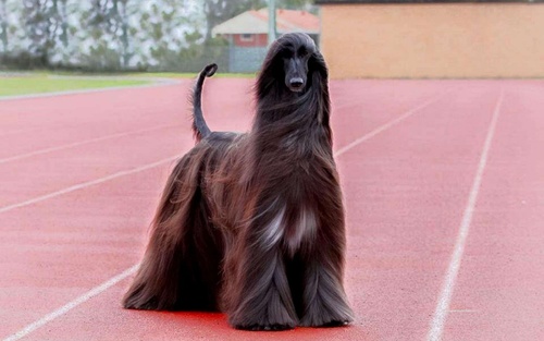 Noble Afghan Hound Stock Photo 04