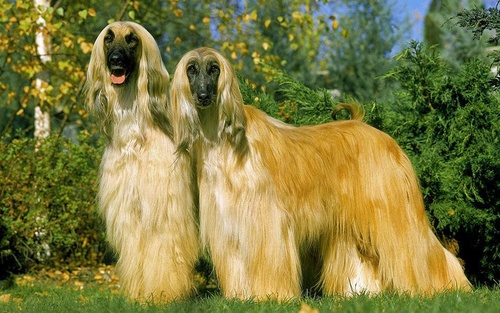Noble Afghan Hound Stock Photo 05