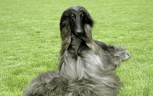 Noble Afghan Hound Stock Photo 06