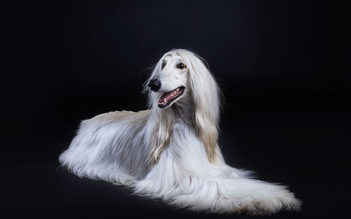 Noble Afghan Hound Stock Photo 07
