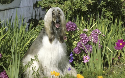 Noble Afghan Hound Stock Photo 08