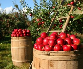 Orchard harvesting red apples Stock Photo