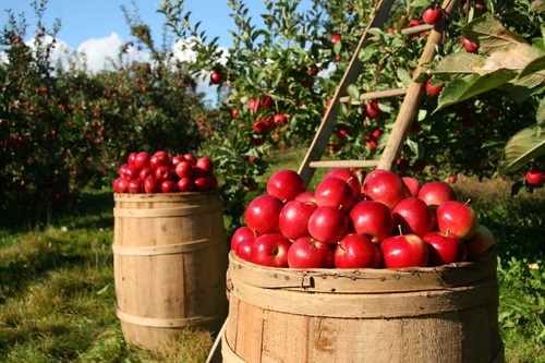 Orchard harvesting red apples Stock Photo
