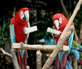 Parrot eating corn Stock Photo