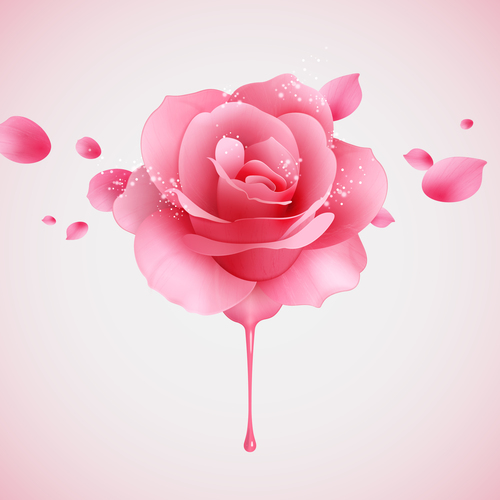 Pink rose design illustration vectors