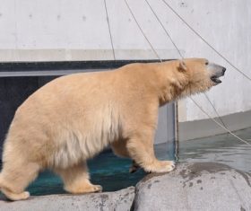 Polar bear in the aquarium Stock Photo 01