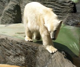 Polar bear in the aquarium Stock Photo 02