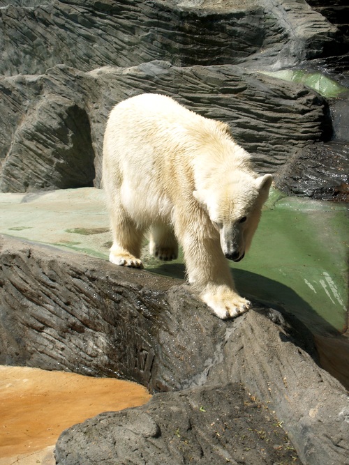 Polar bear in the aquarium Stock Photo 02