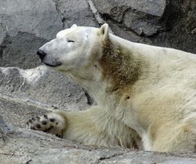 Polar bear in the aquarium Stock Photo 03