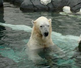 Polar bear in the aquarium Stock Photo 04