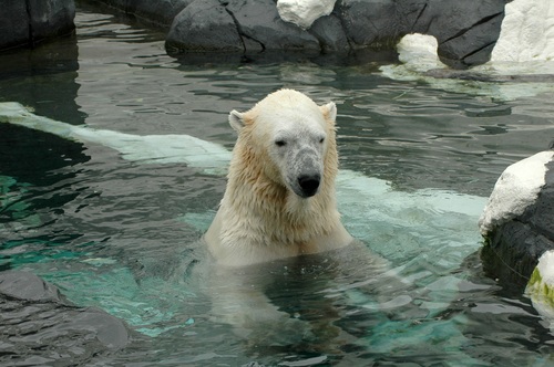 Polar bear in the aquarium Stock Photo 04