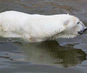 Polar bear in the aquarium Stock Photo 05
