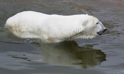Polar bear in the aquarium Stock Photo 05
