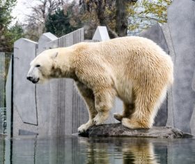 Polar bear in the aquarium Stock Photo 06