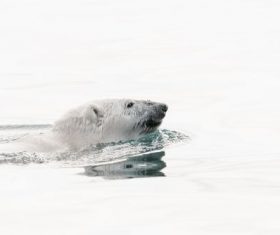 Polar bear swimming in the water Stock Photo