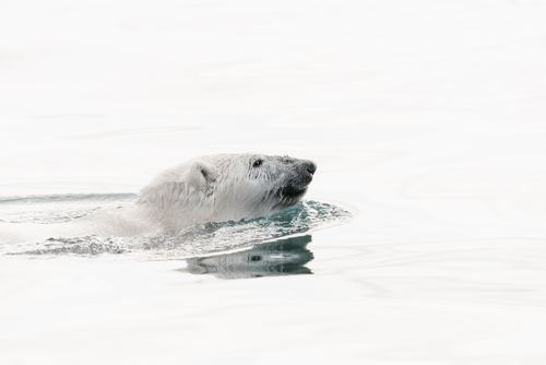 Polar bear swimming in the water Stock Photo