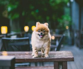 Puppy standing on the table Stock Photo
